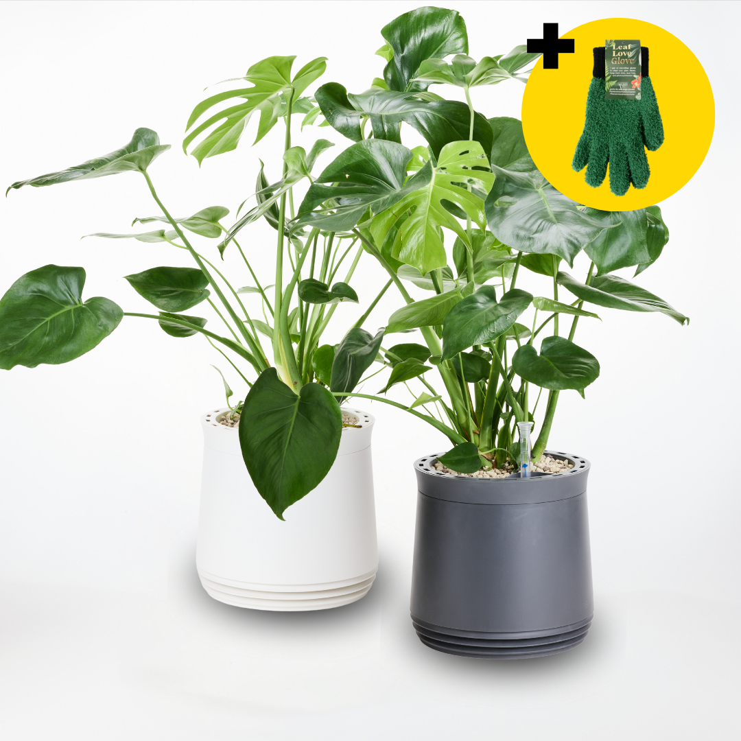 AIRY Twin Set – Green & Clean