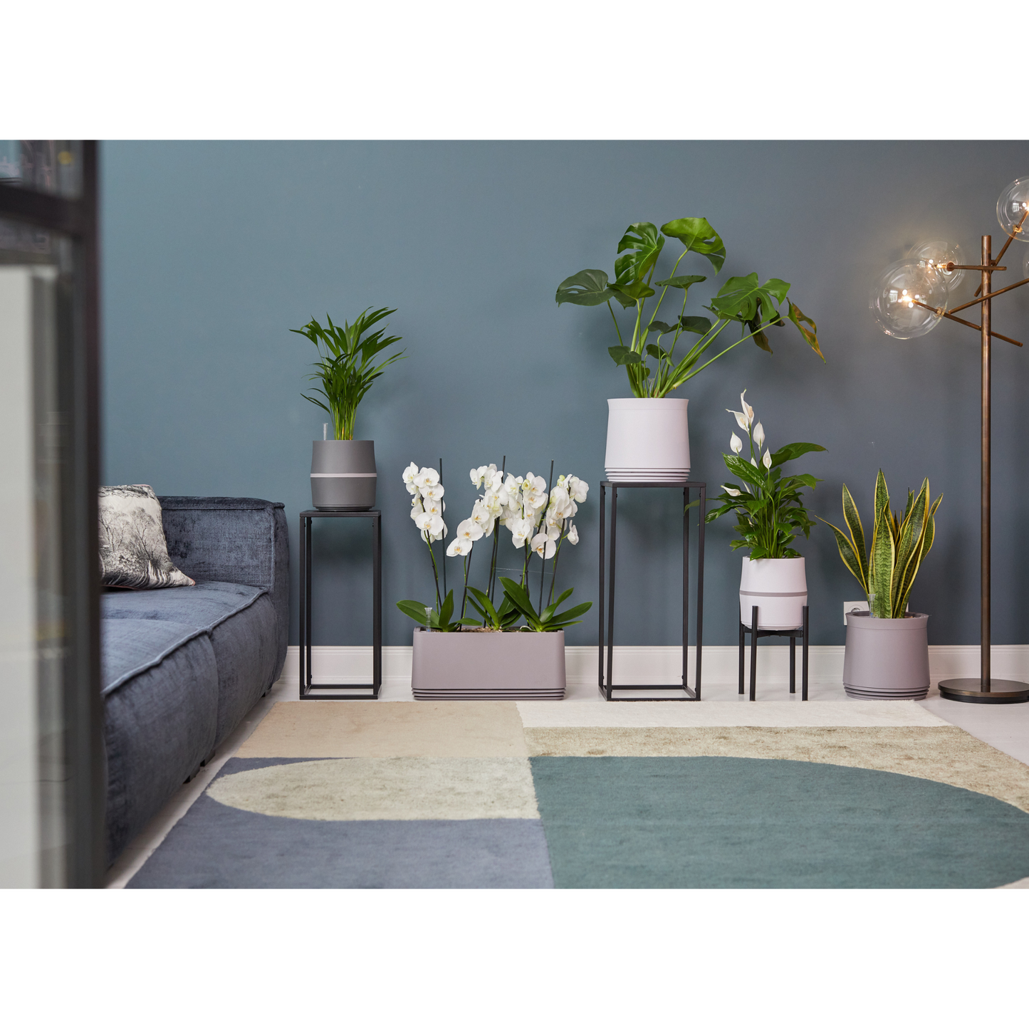 AIRY System M Drachenbaum