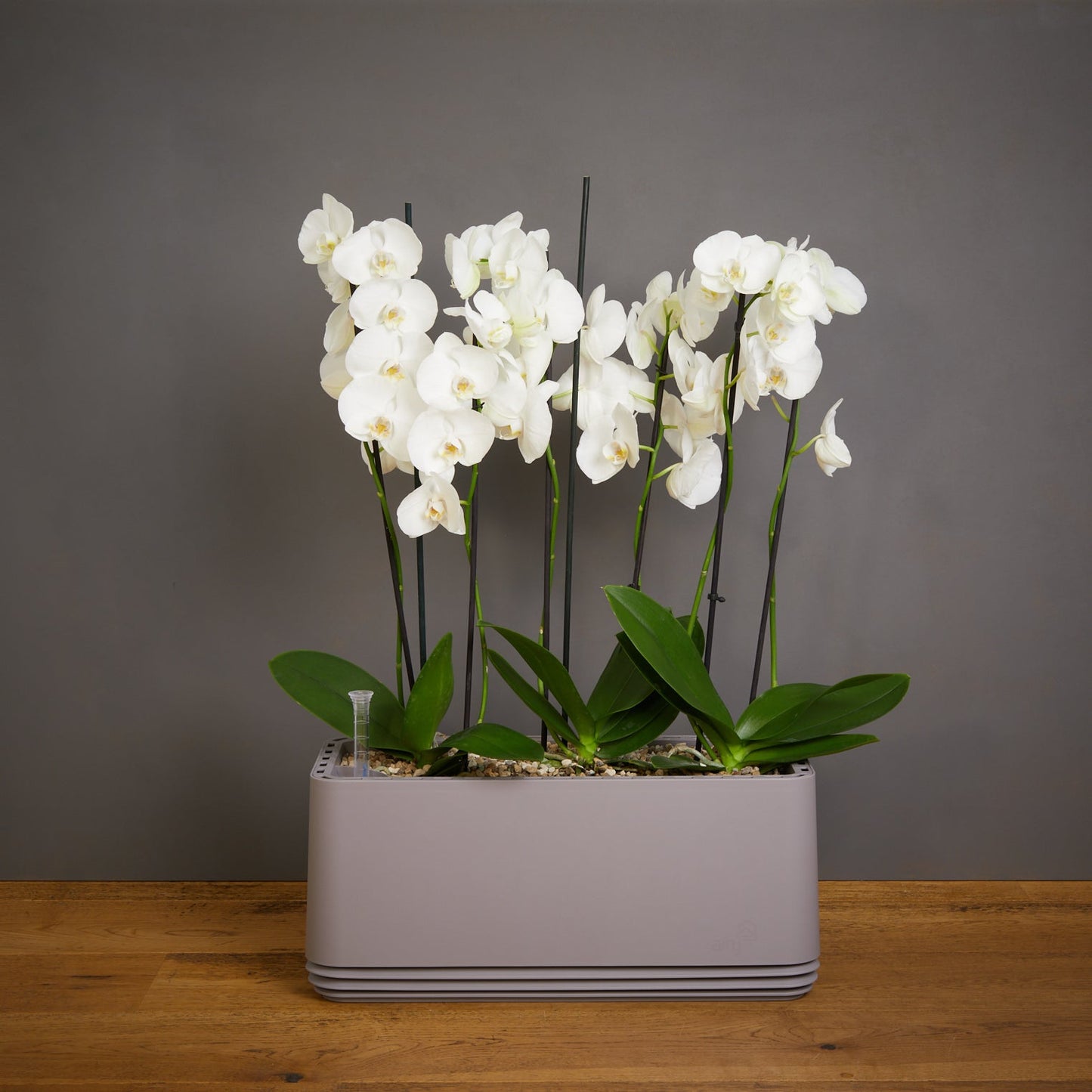AIRY System L Orchidee