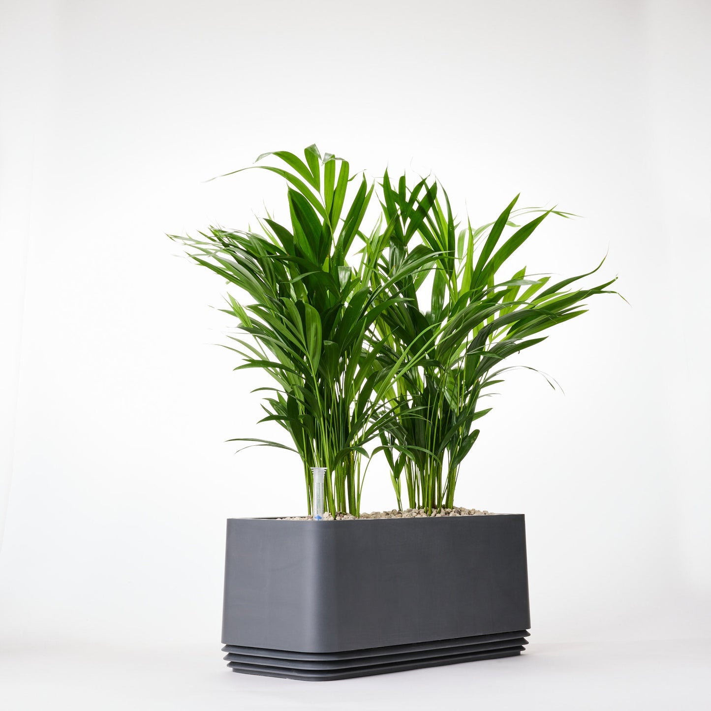 AIRY System L Goldfruchtpalme
