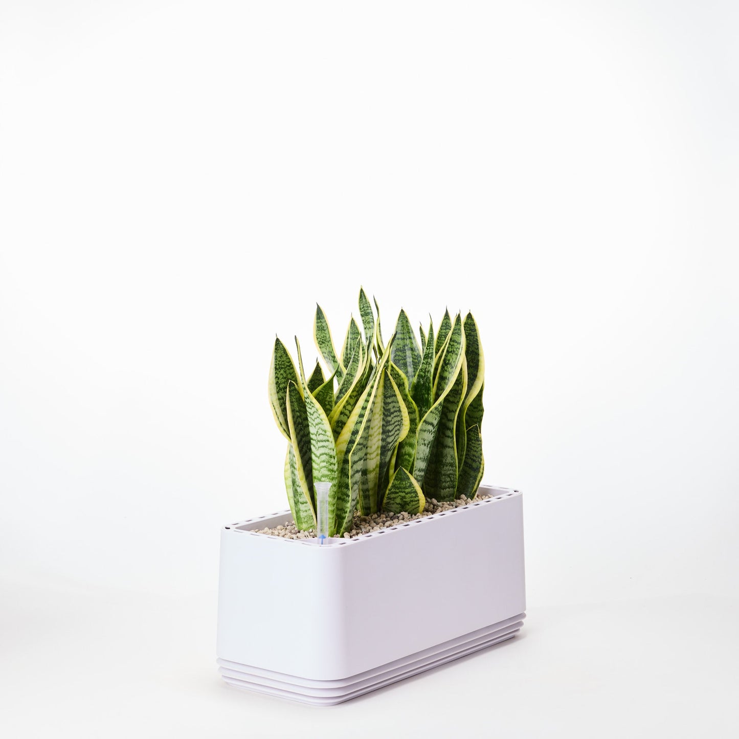 AIRY System L Bogenhanf Laurentii