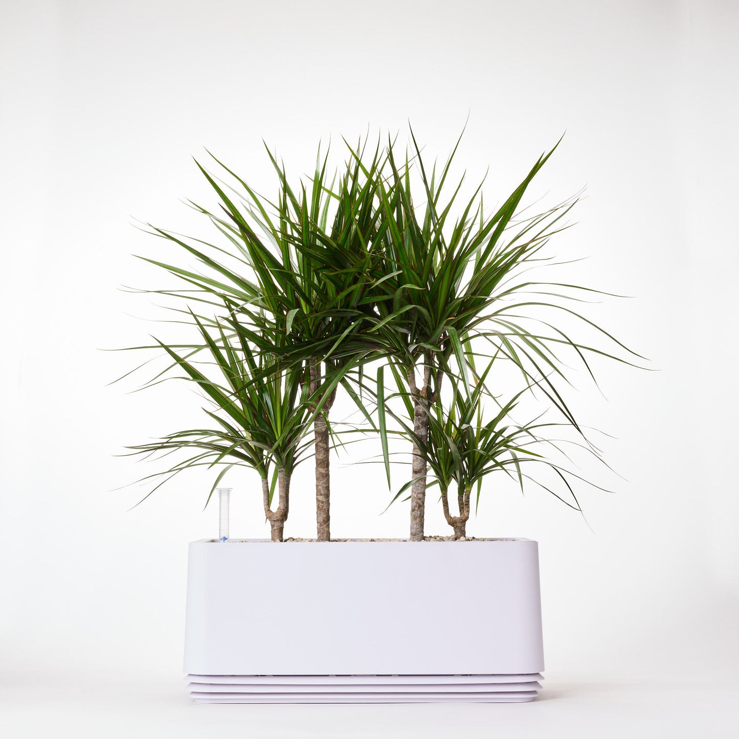 AIRY System L Drachenbaum