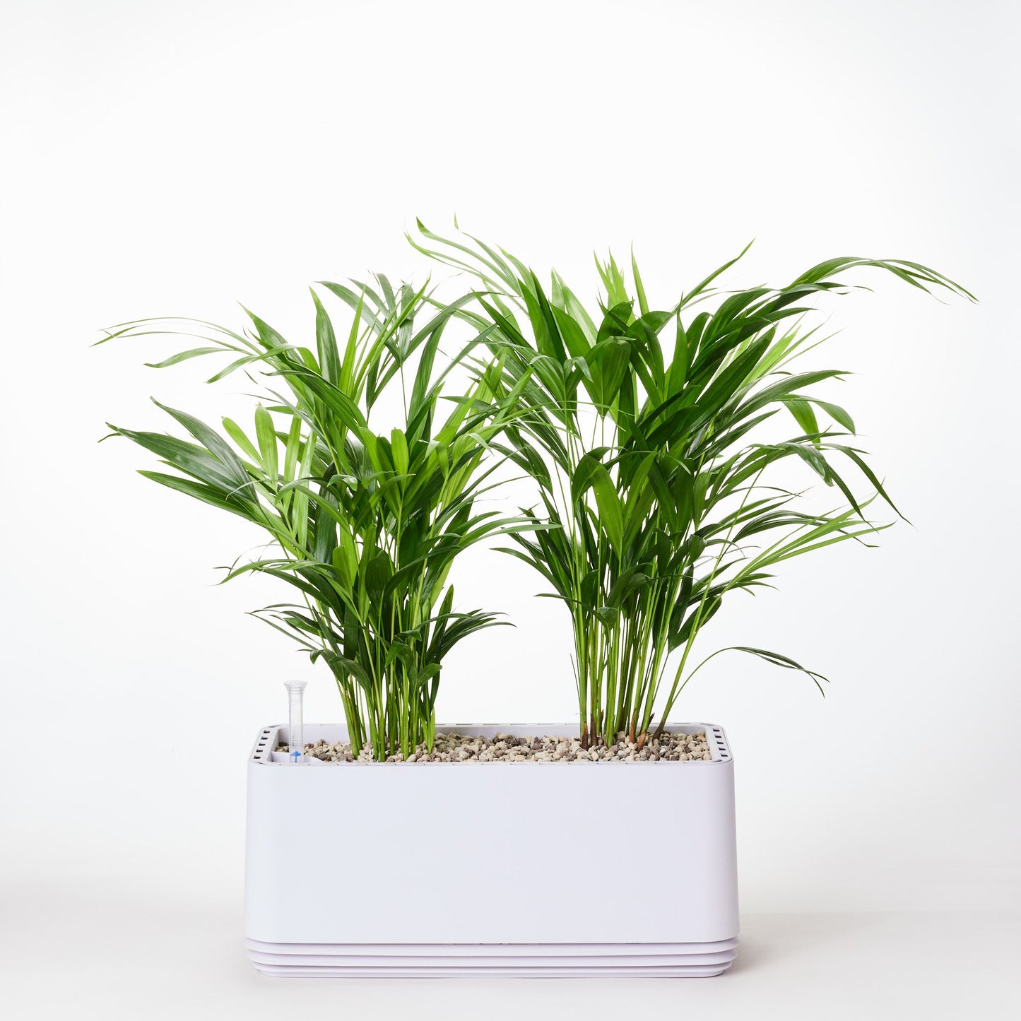 AIRY System L Goldfruchtpalme