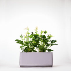 AIRY System L Flamingoblume Anthurie creme