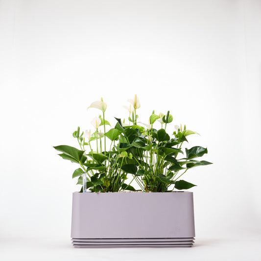 AIRY System L Flamingoblume Anthurie creme