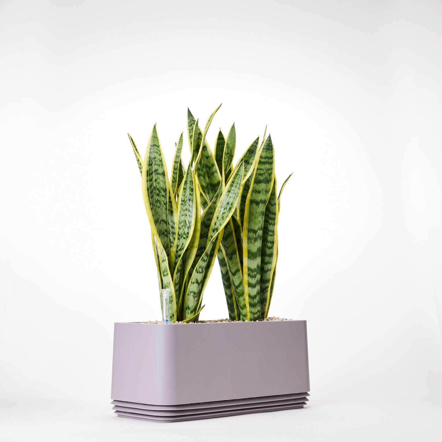 AIRY System L Bogenhanf Laurentii
