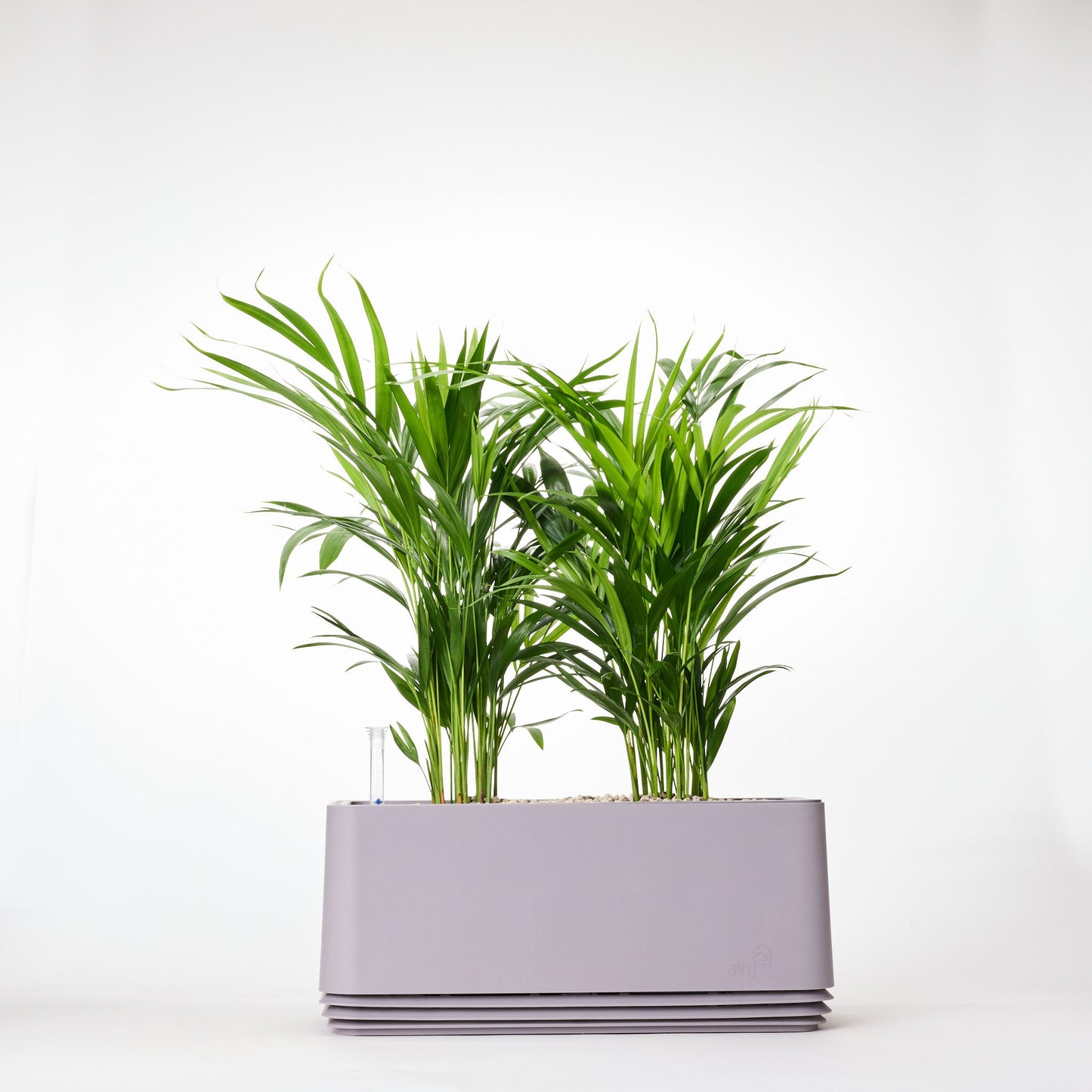 AIRY System L Goldfruchtpalme