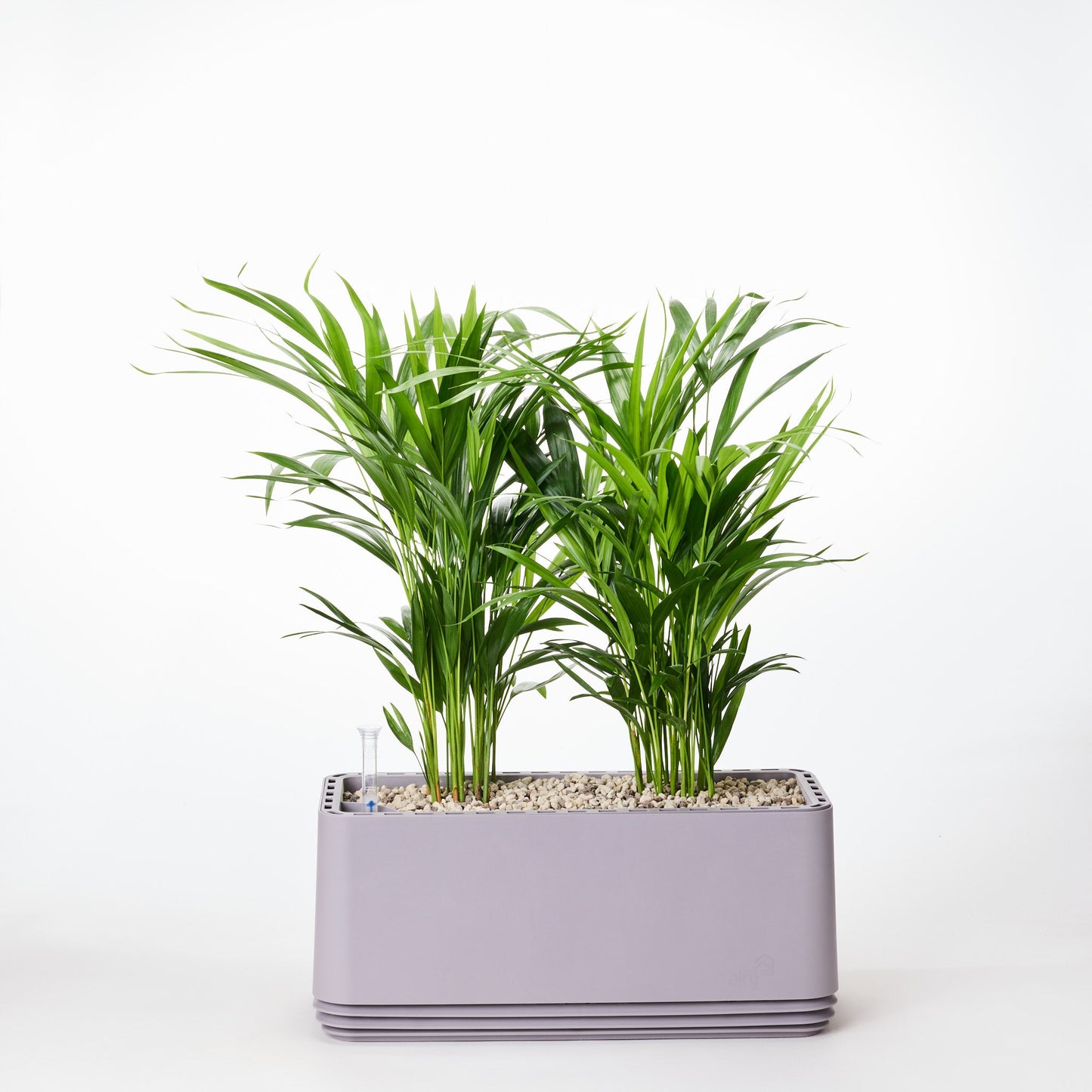 AIRY System L Goldfruchtpalme