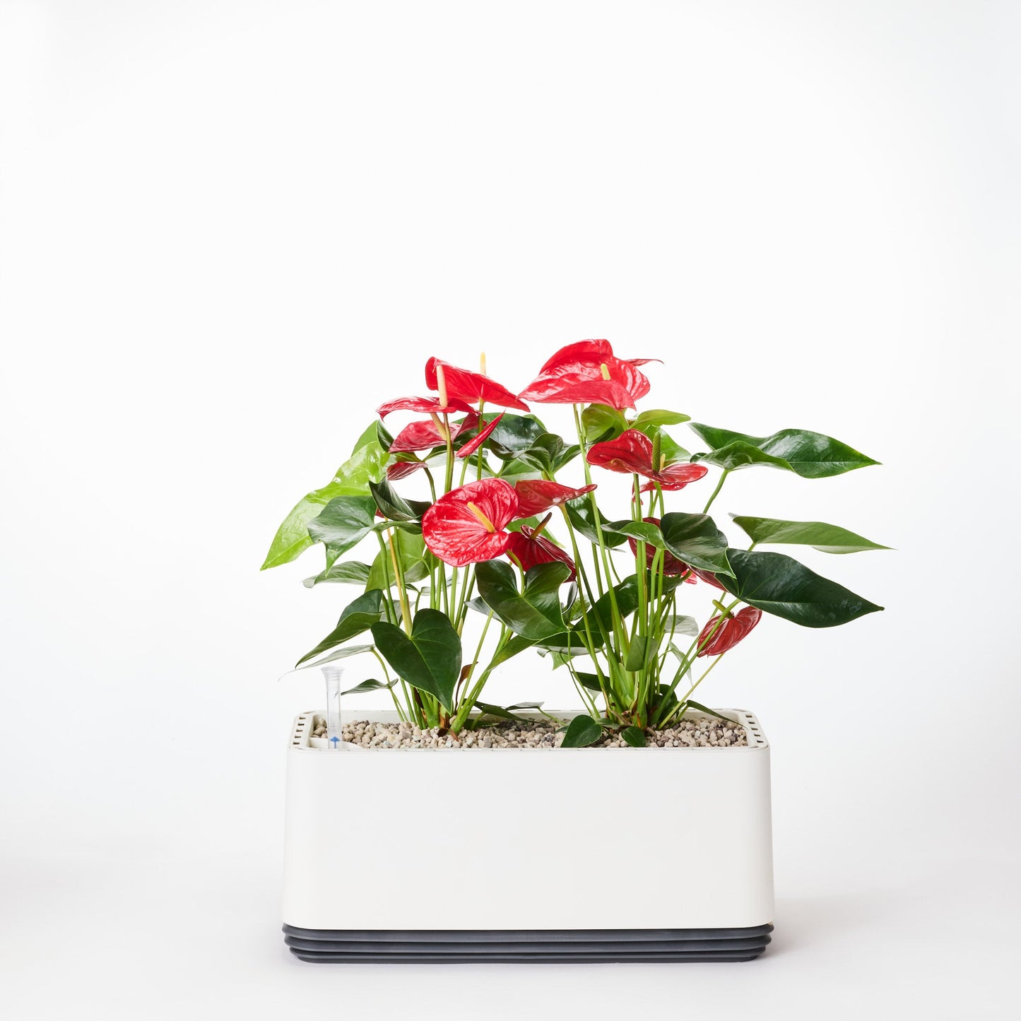 AIRY System L Flamingoblume Anthurie rot