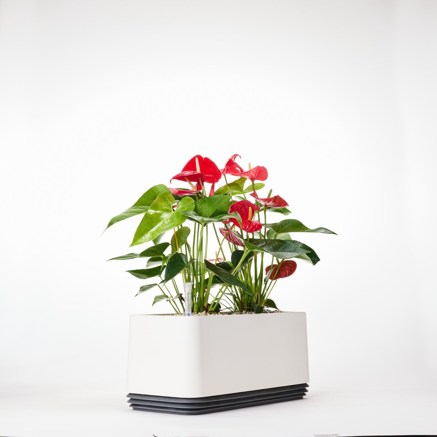 AIRY System L Flamingoblume Anthurie rot