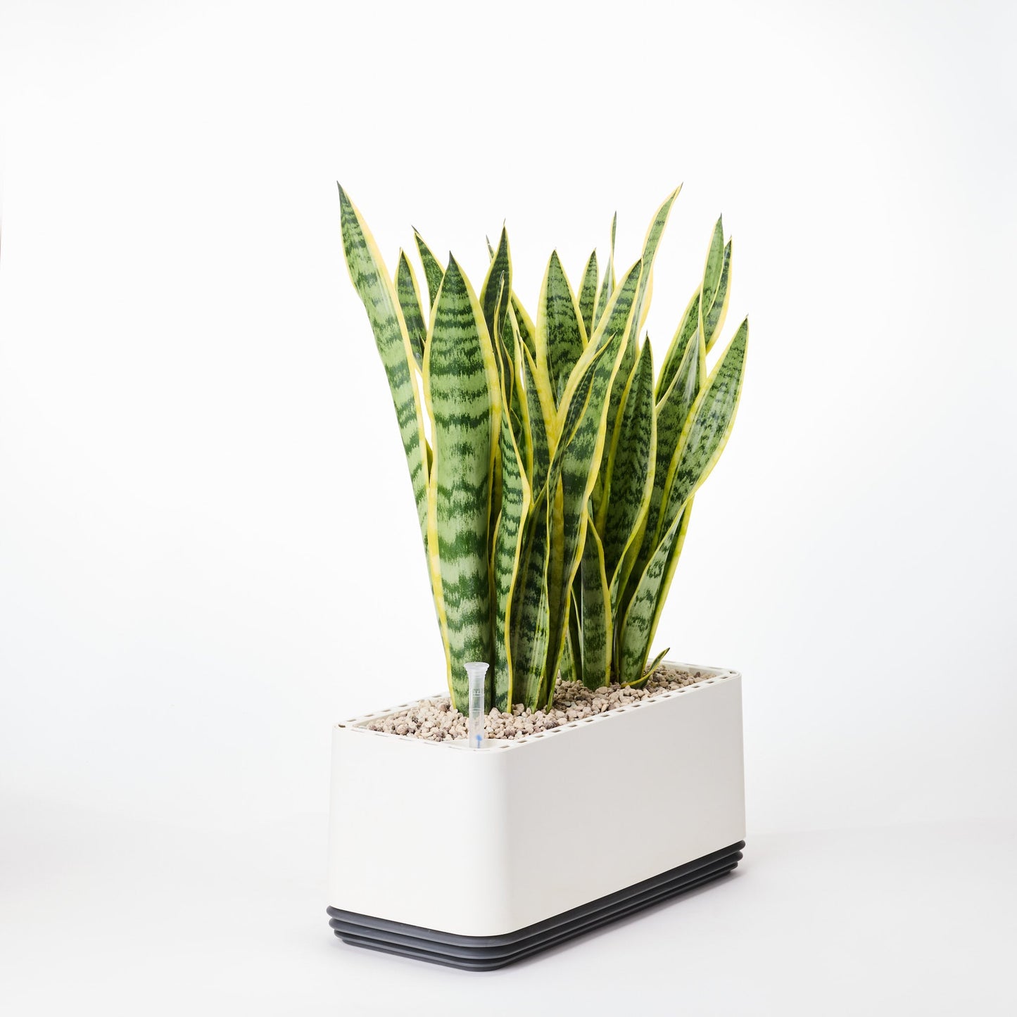 AIRY System L Bogenhanf Laurentii
