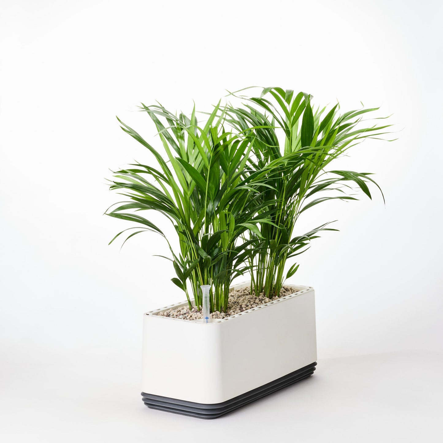 AIRY System L Goldfruchtpalme