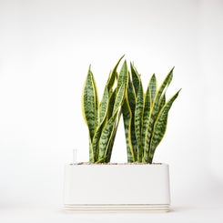 AIRY System L Bogenhanf Laurentii