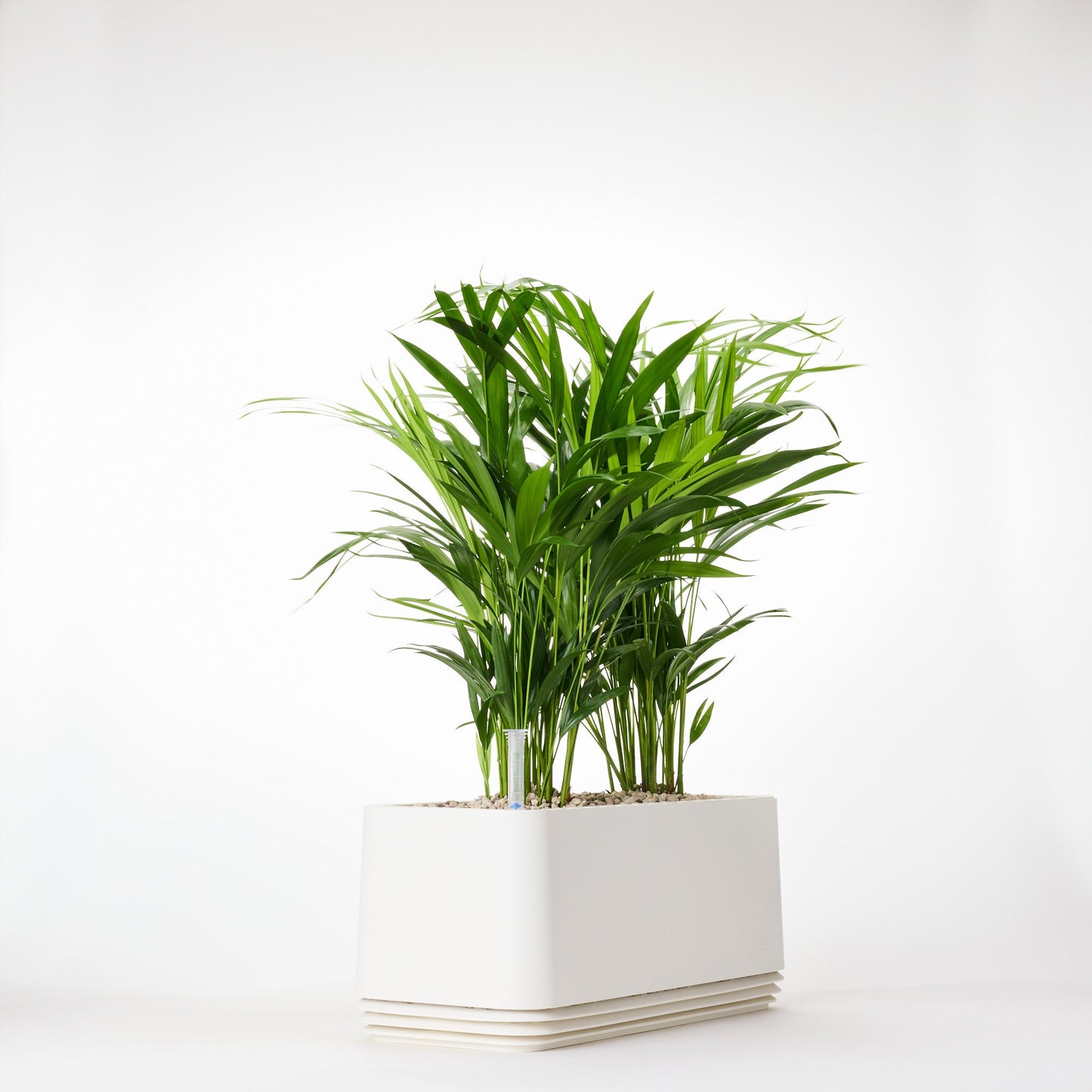 AIRY System L Goldfruchtpalme