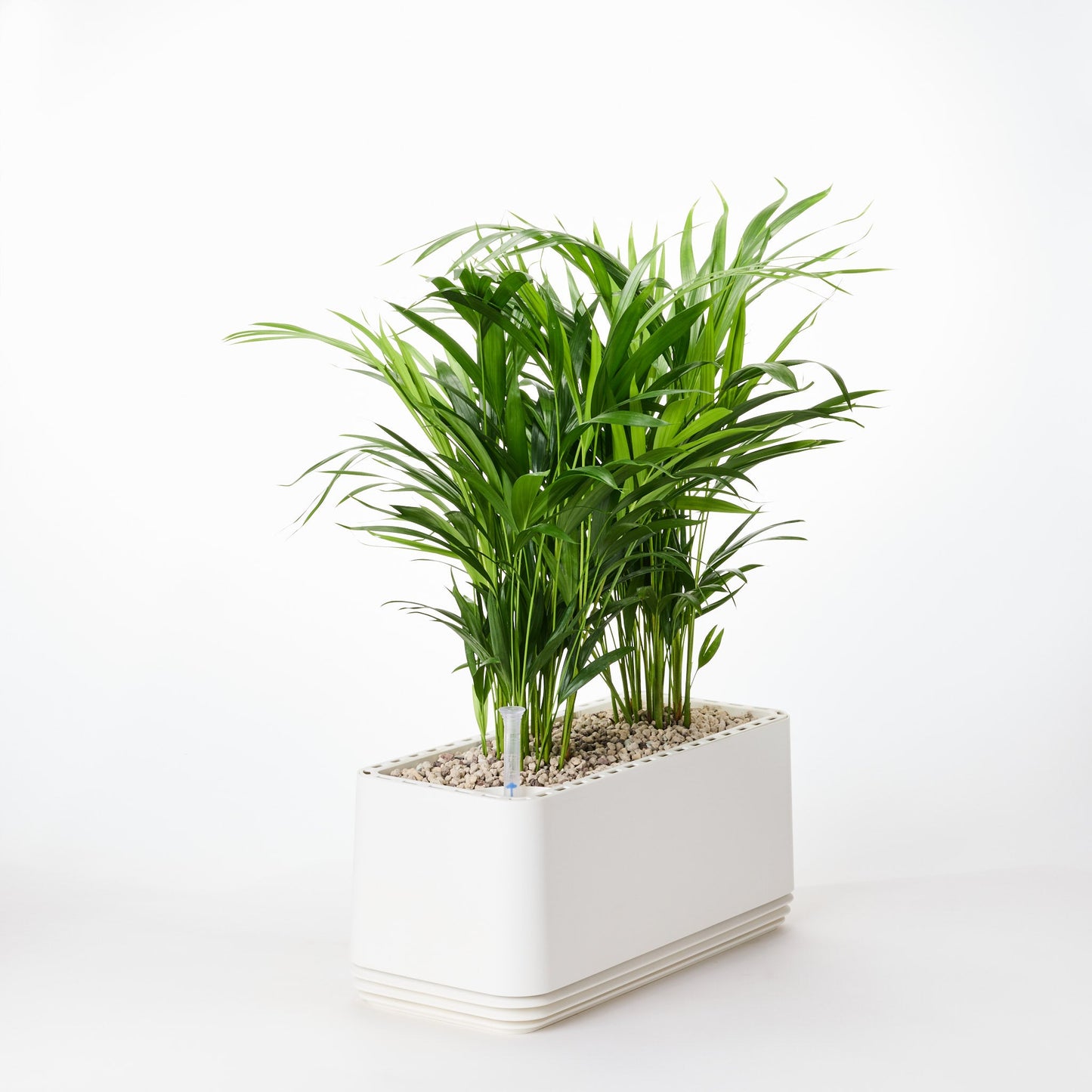 AIRY System L Goldfruchtpalme