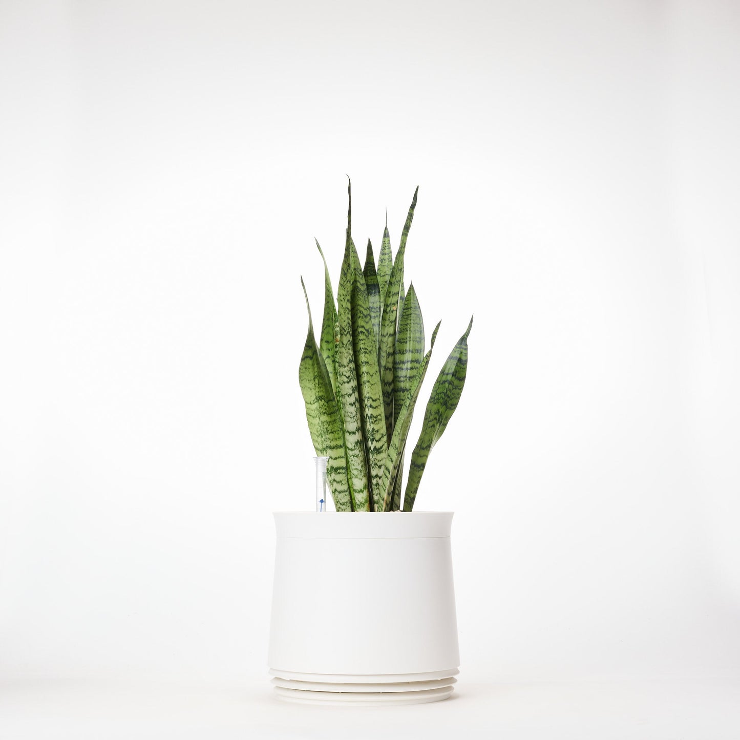AIRY System M Bogenhanf Zeylanica