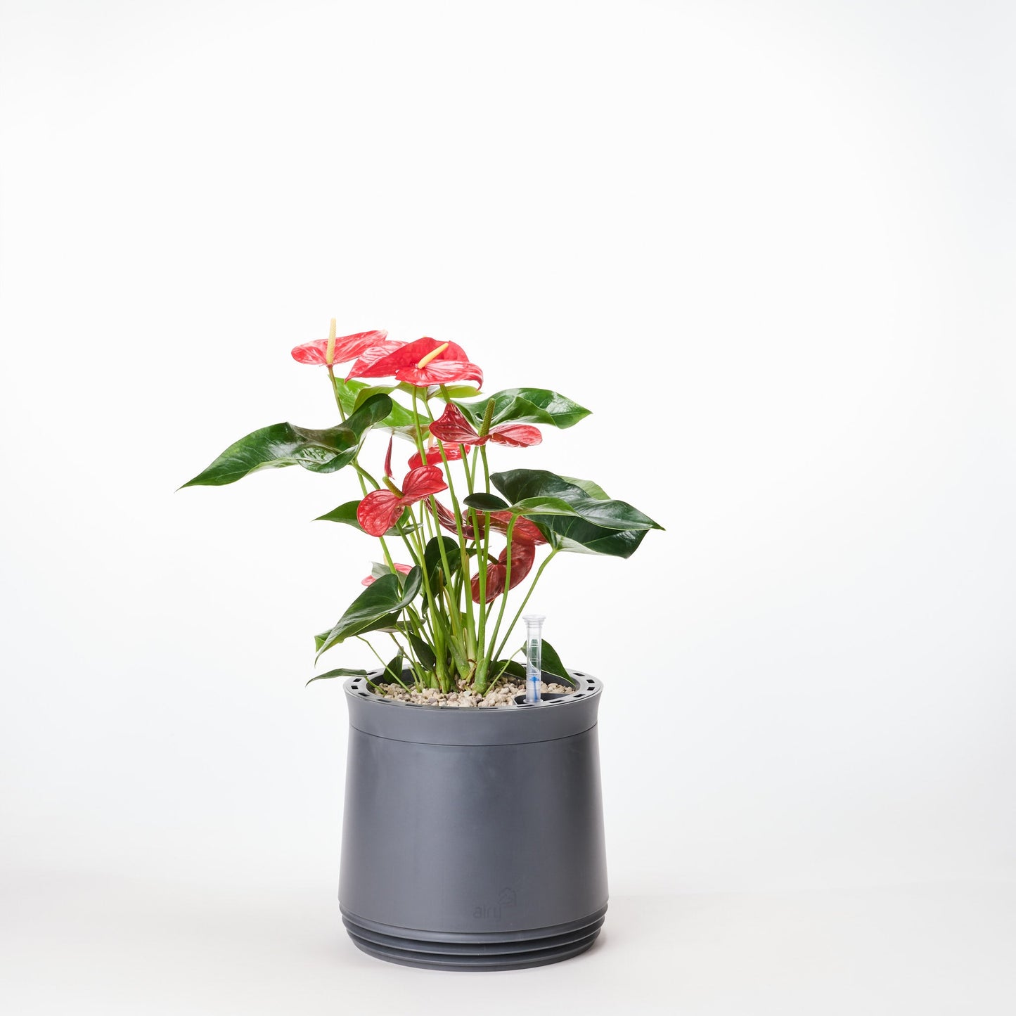 AIRY System M Flamingoblume Anthurie rot