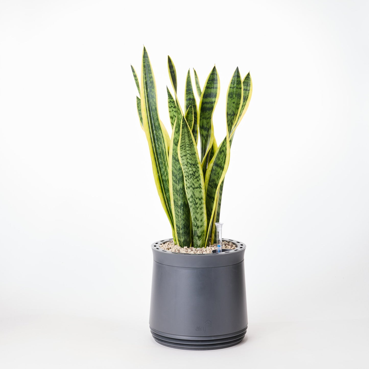 AIRY System M Bogenhanf Laurentii