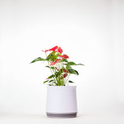 AIRY System M Flamingoblume Anthurie rot