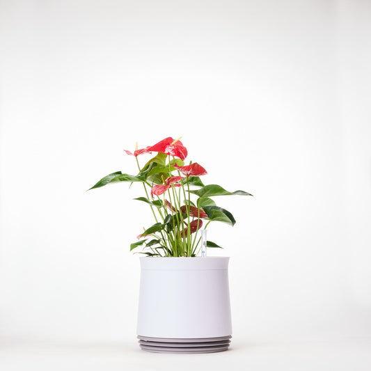 AIRY System M Flamingoblume Anthurie rot