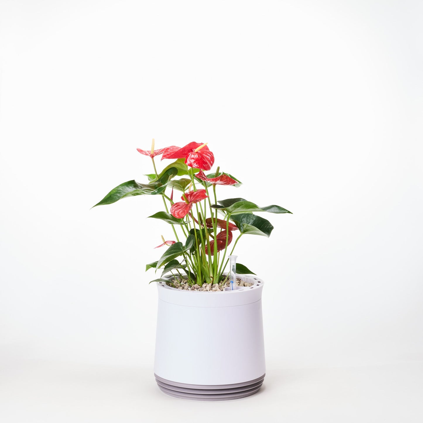 AIRY System M Flamingoblume Anthurie rot