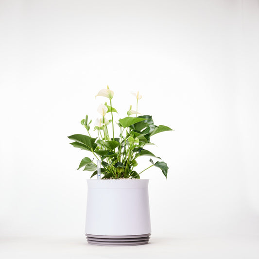 AIRY System M Flamingoblume Anthurie creme