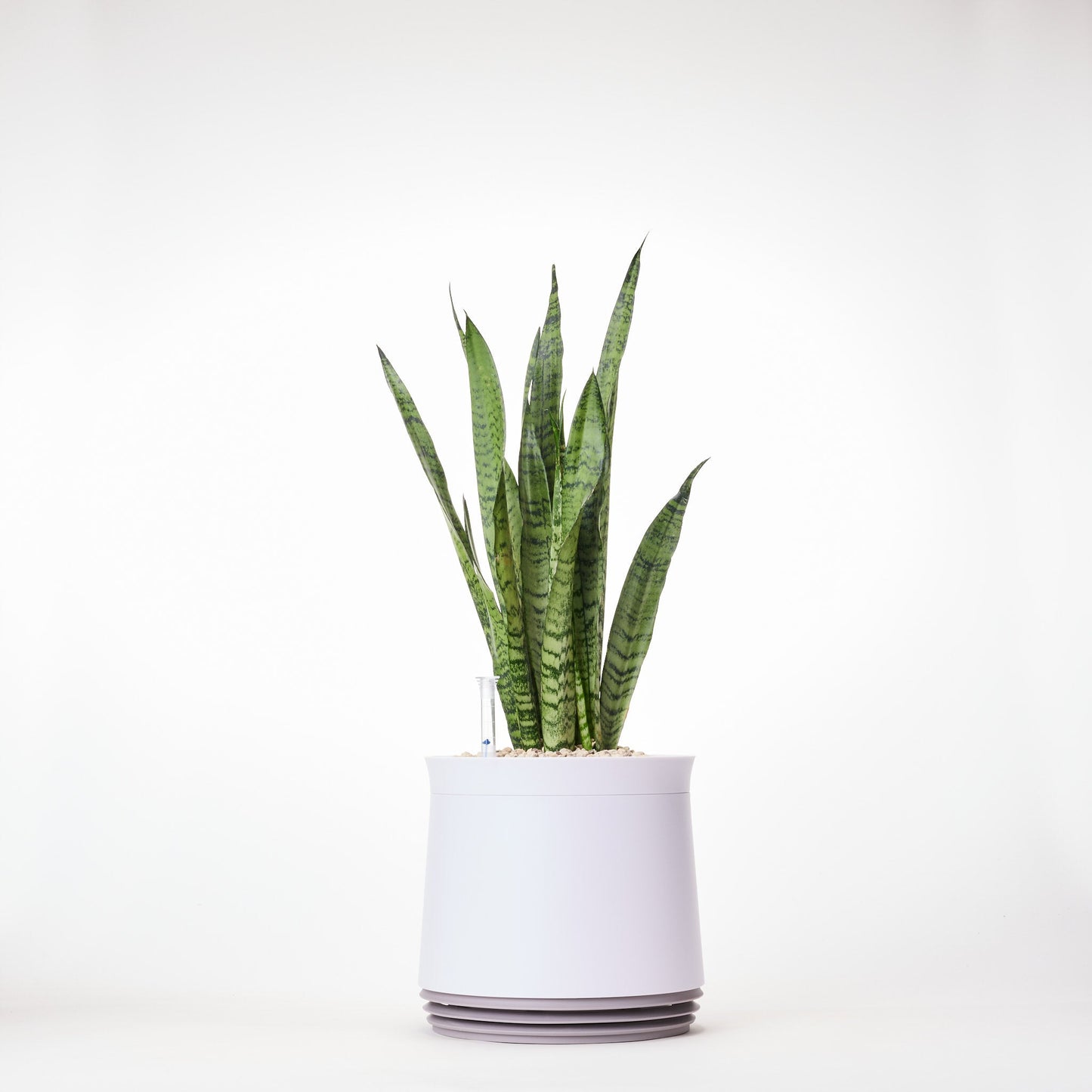 AIRY System M Bogenhanf Zeylanica