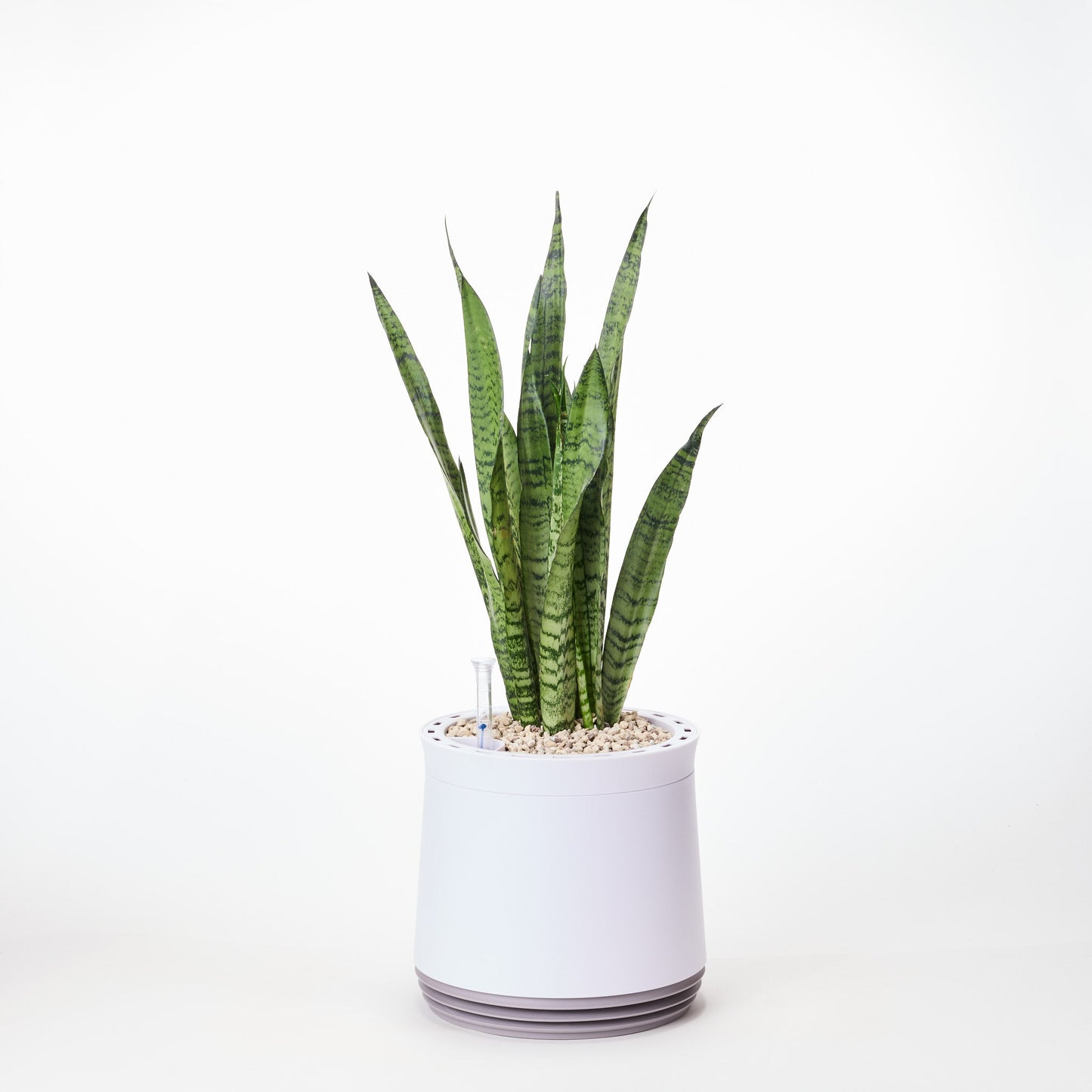 AIRY System M Bogenhanf Zeylanica