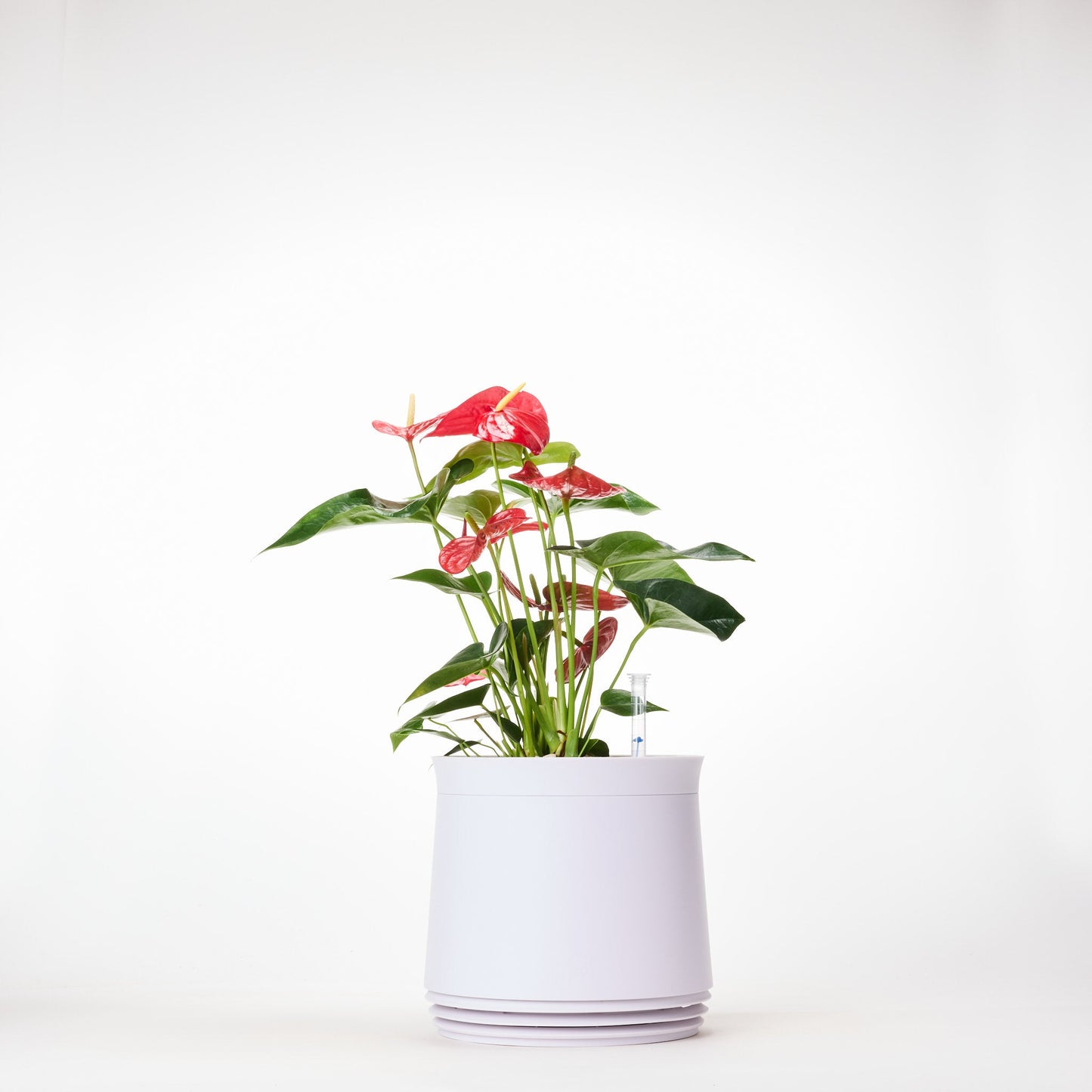 AIRY System M Flamingoblume Anthurie rot