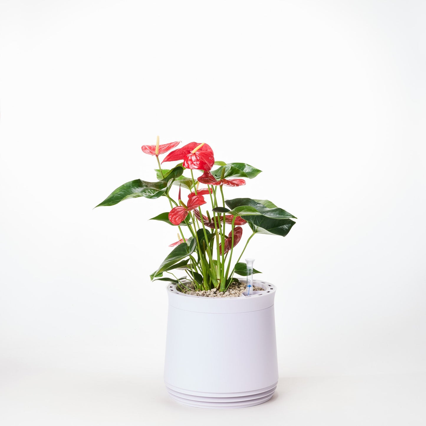 AIRY System M Flamingoblume Anthurie rot