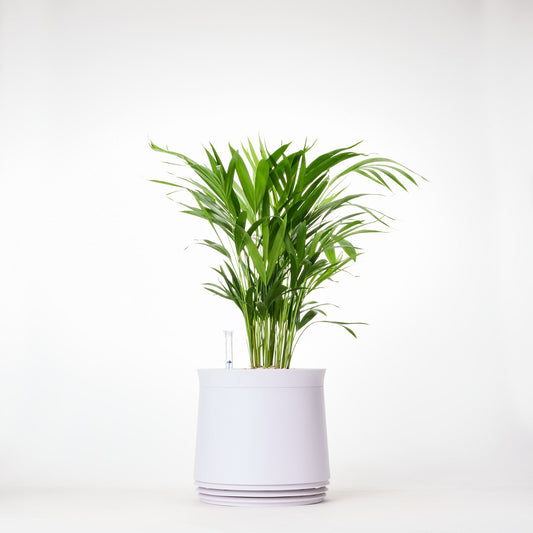 AIRY System M Goldfruchtpalme