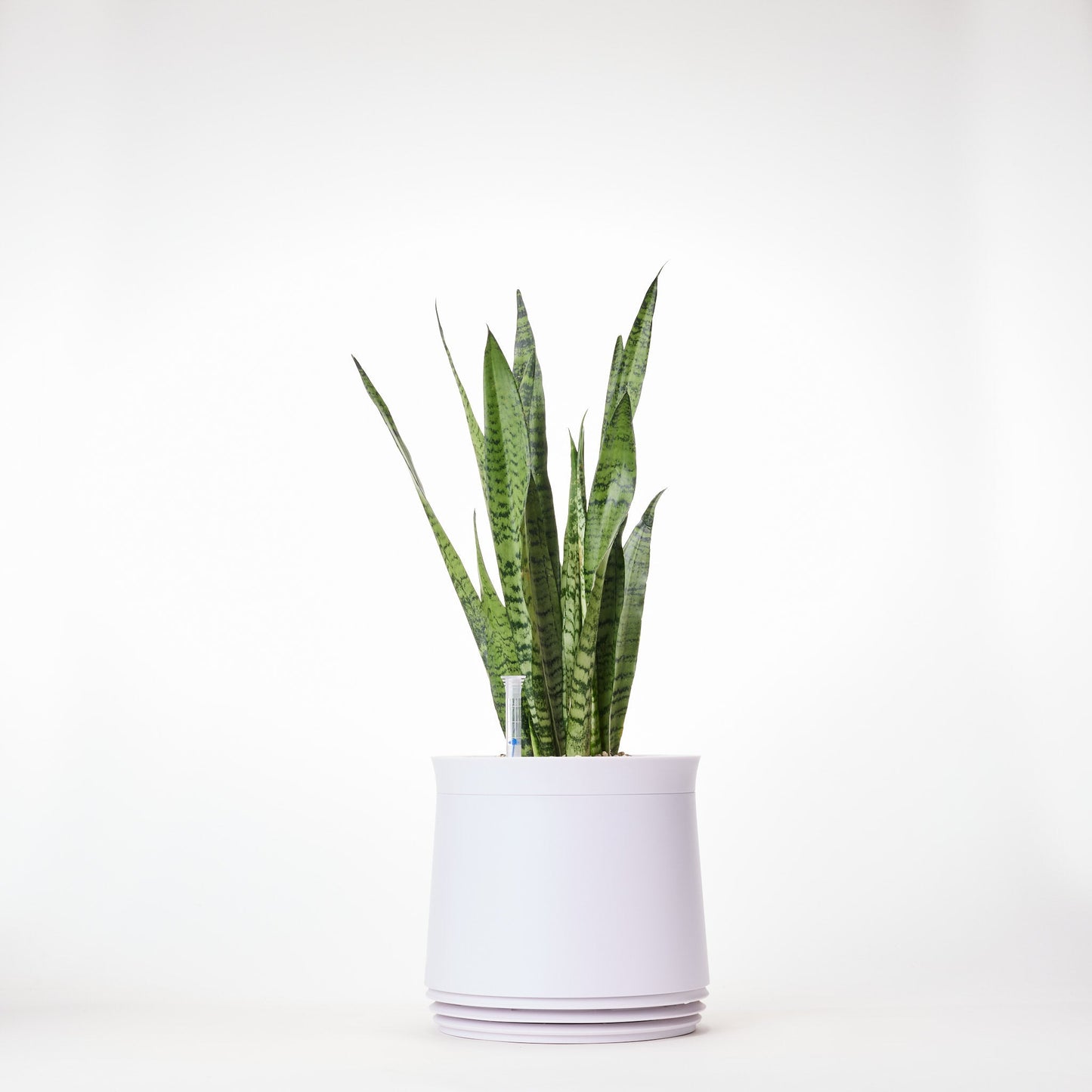 AIRY System M Bogenhanf Zeylanica
