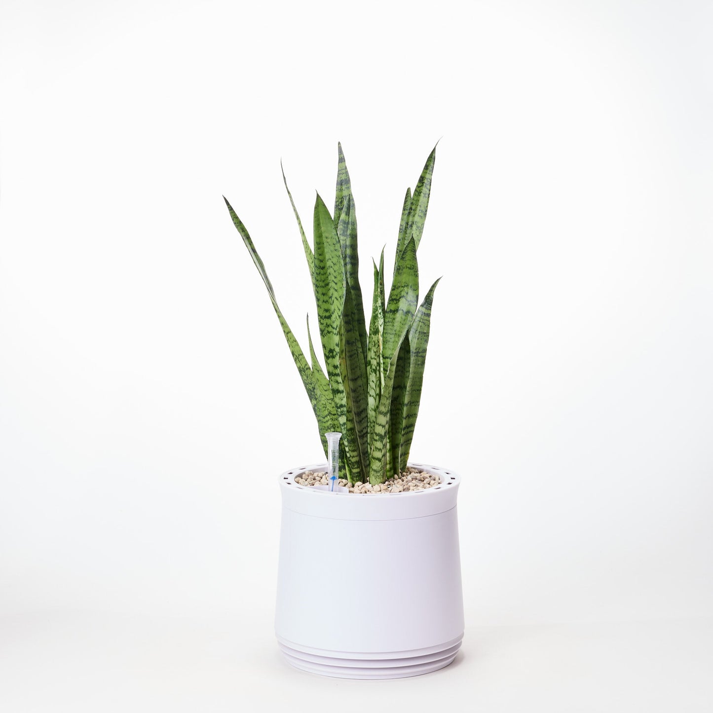 AIRY System M Bogenhanf Zeylanica
