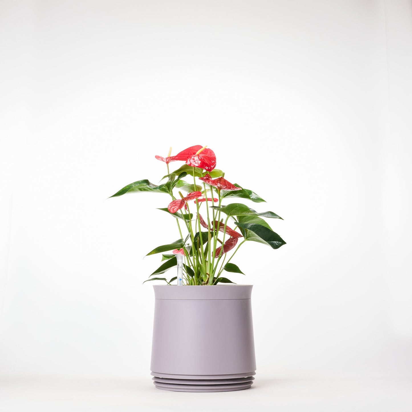 AIRY System M Flamingoblume Anthurie rot