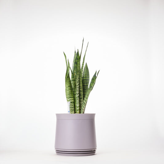 AIRY System M Bogenhanf Zeylanica