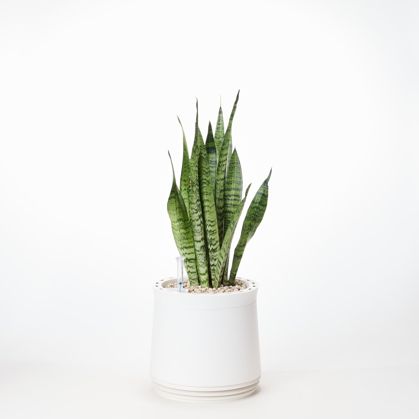 AIRY System M Bogenhanf Zeylanica