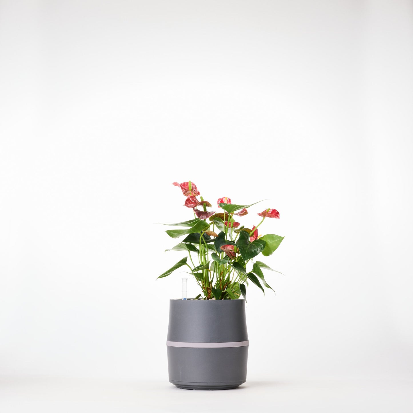 AIRY System S Flamingoblume (Anthurie) Rot