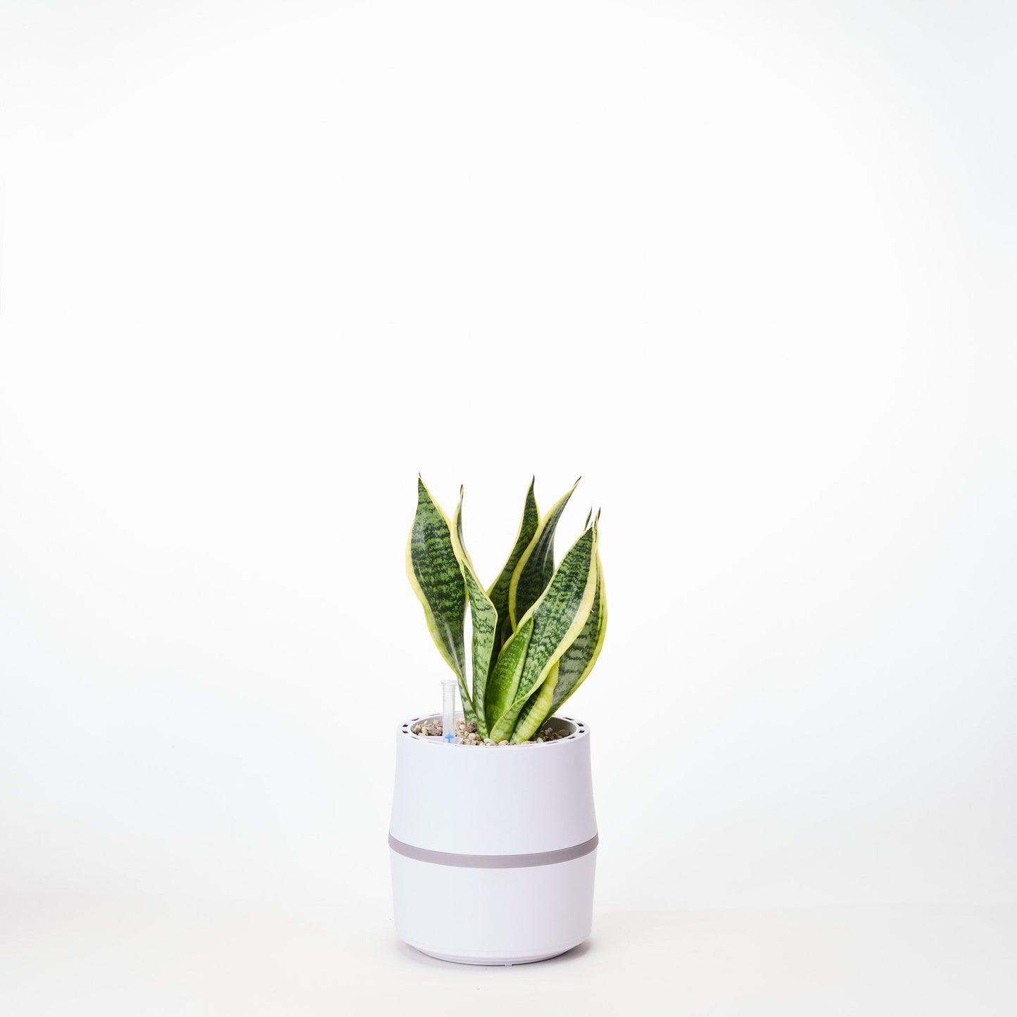 AIRY System S mit Bogenhanf Laurentii