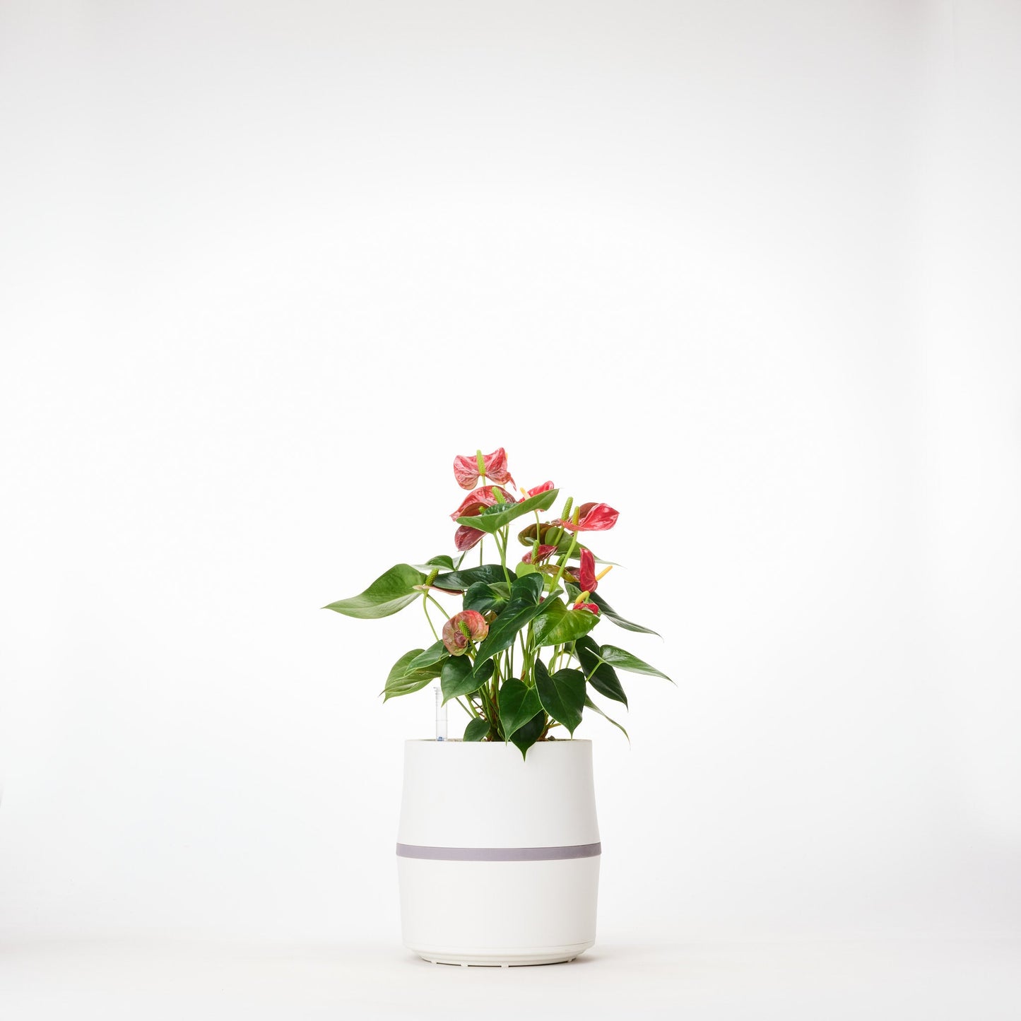 AIRY System S Flamingoblume (Anthurie) Rot