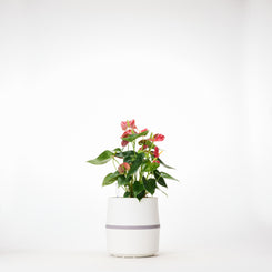 AIRY System S Flamingoblume (Anthurie) Rot