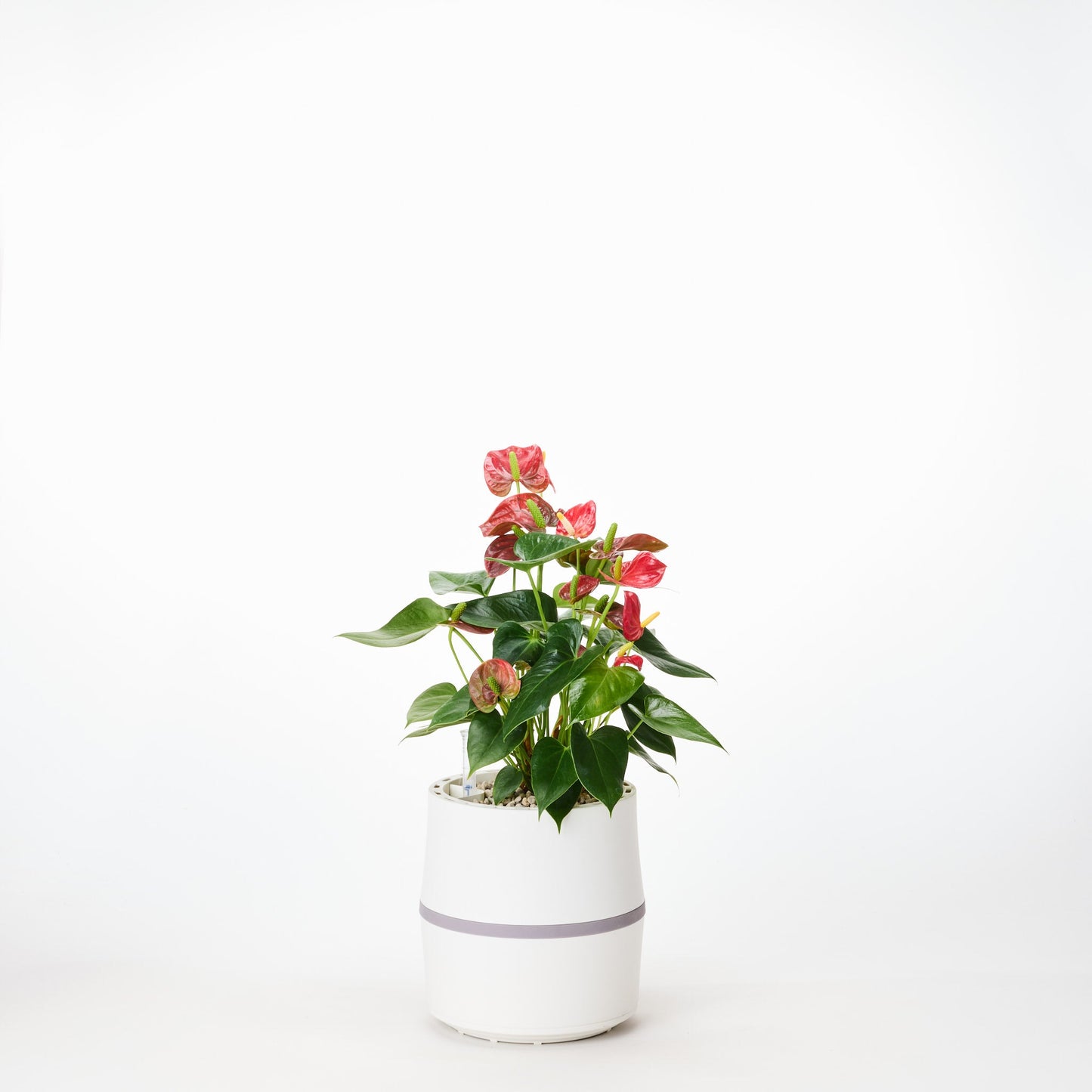 AIRY System S Flamingoblume (Anthurie) Rot