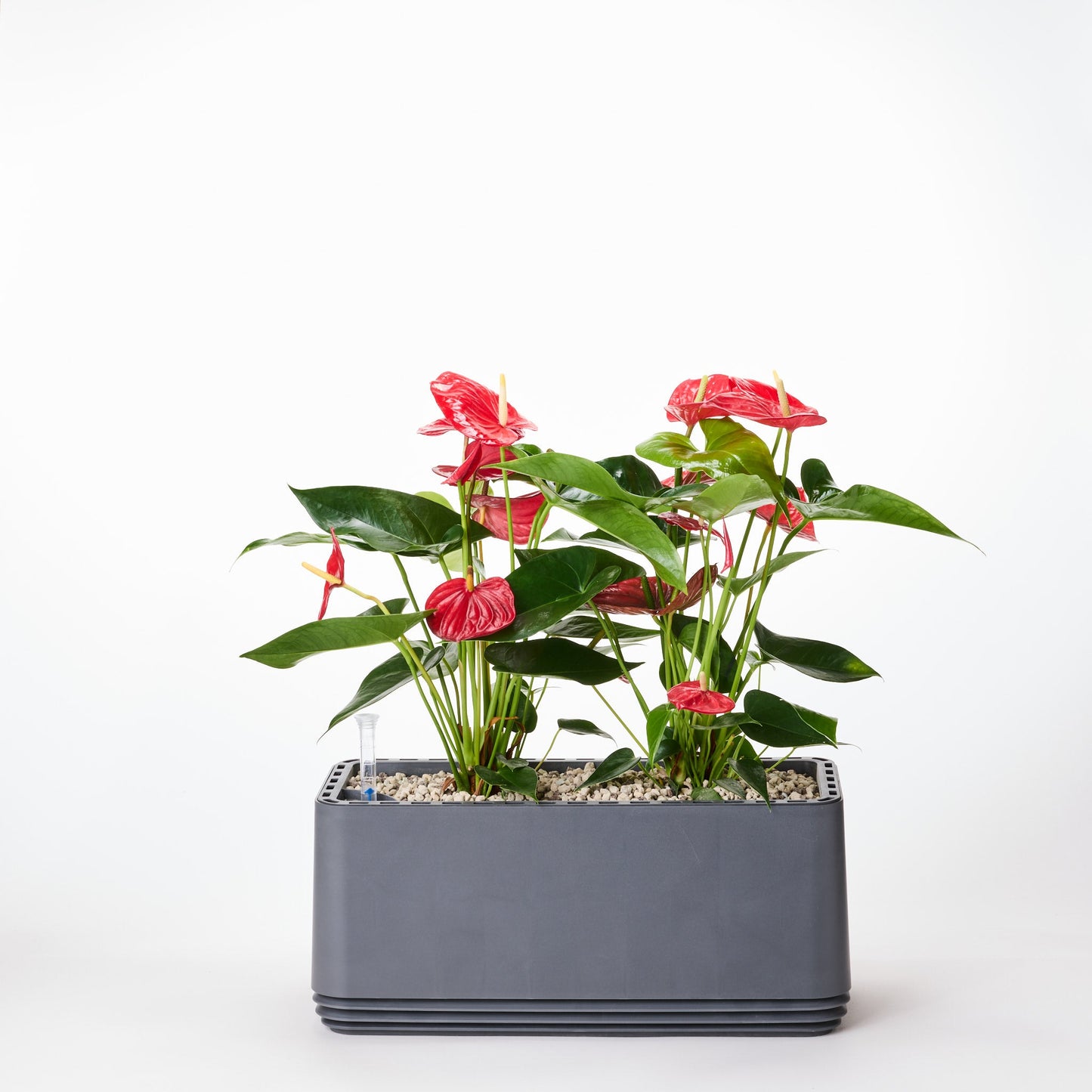 AIRY System L Flamingoblume Anthurie rot