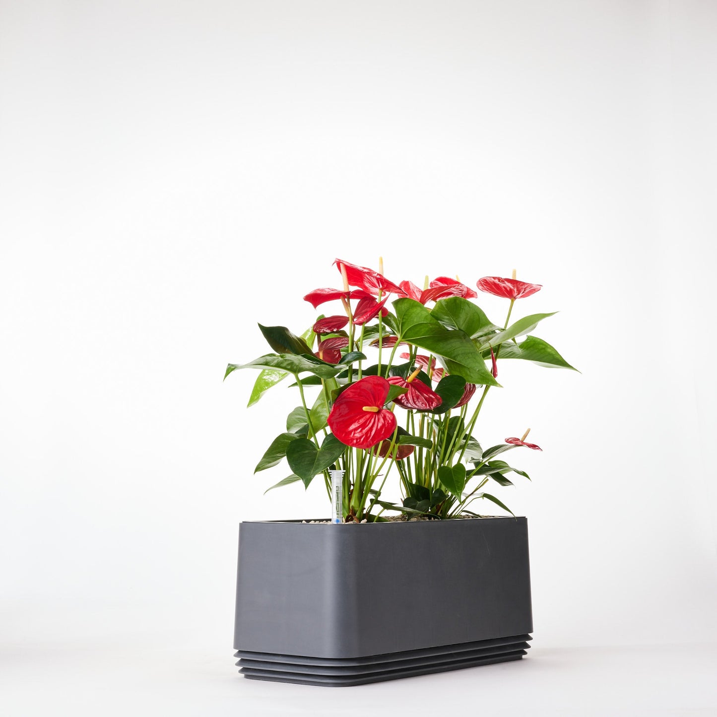 AIRY System L Flamingoblume Anthurie rot