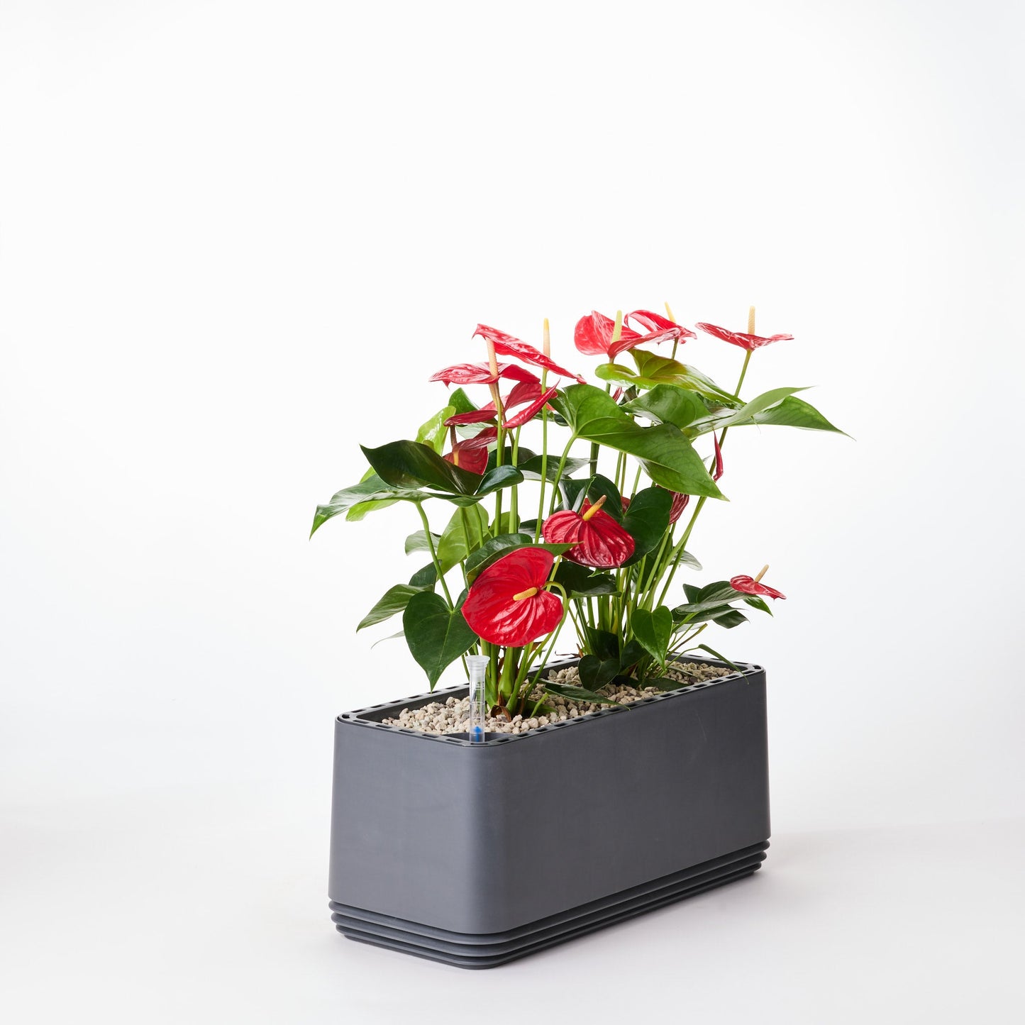AIRY System L Flamingoblume Anthurie rot