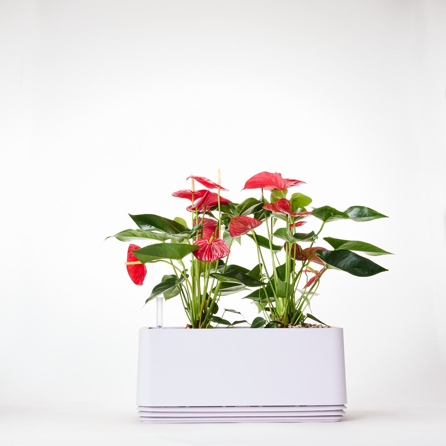 AIRY System L Flamingoblume Anthurie rot