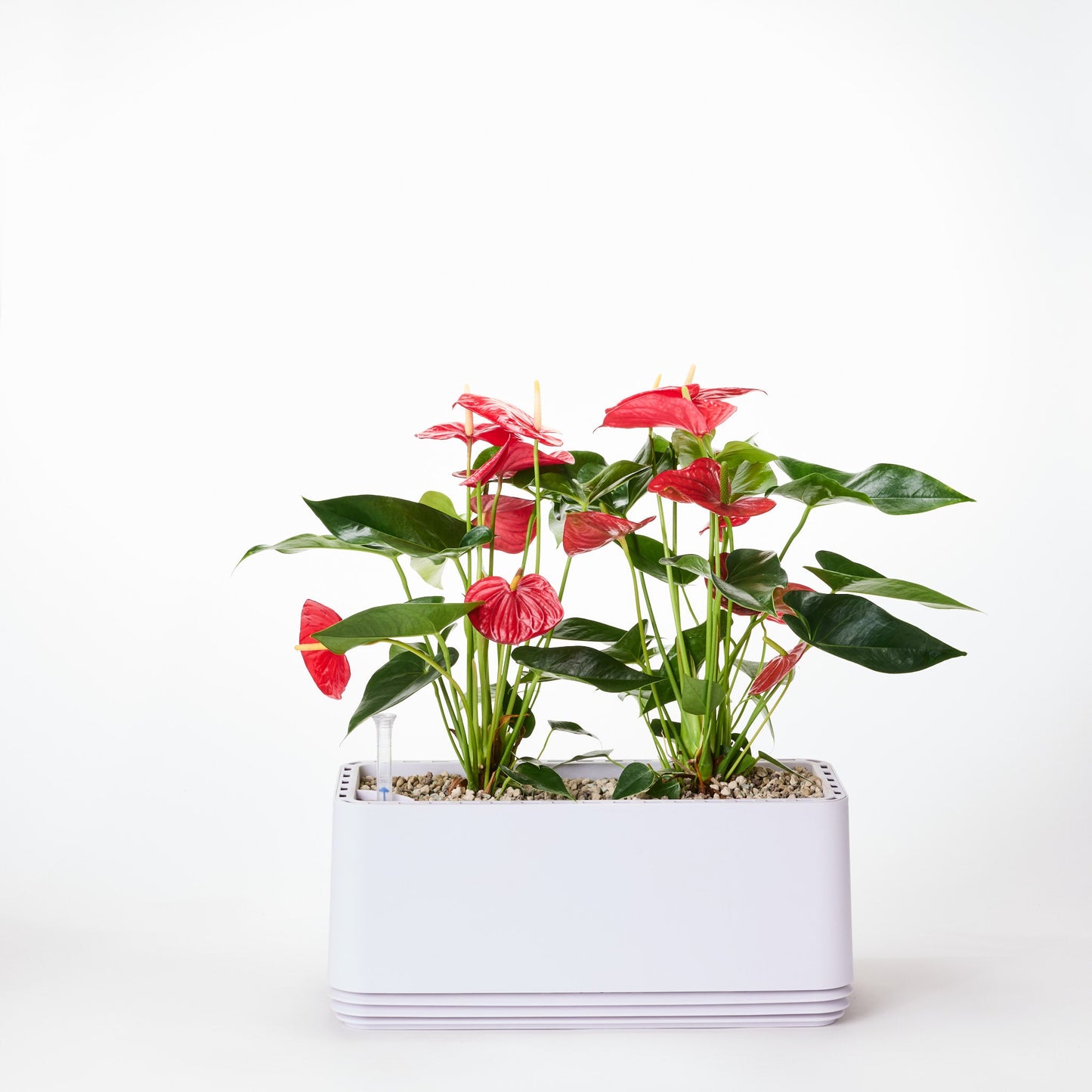 AIRY System L Flamingoblume Anthurie rot
