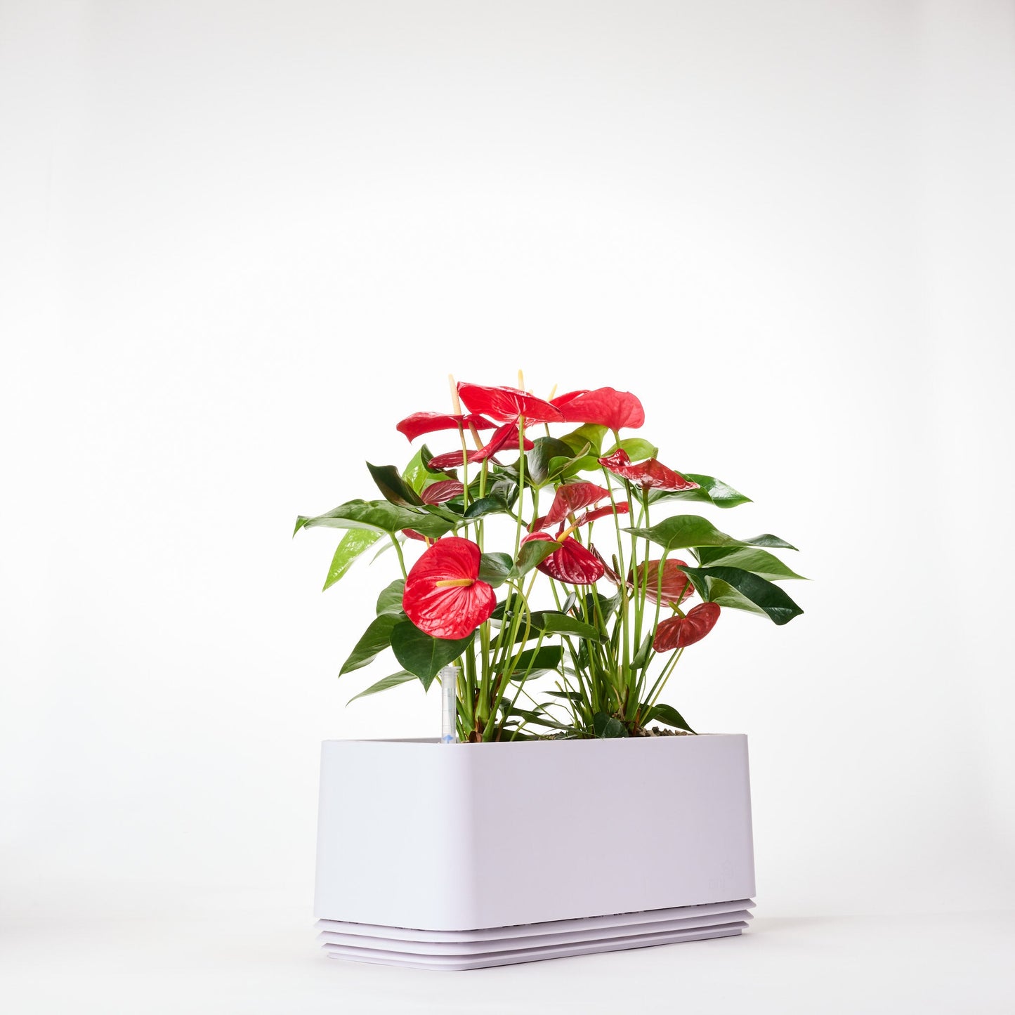 AIRY System L Flamingoblume Anthurie rot