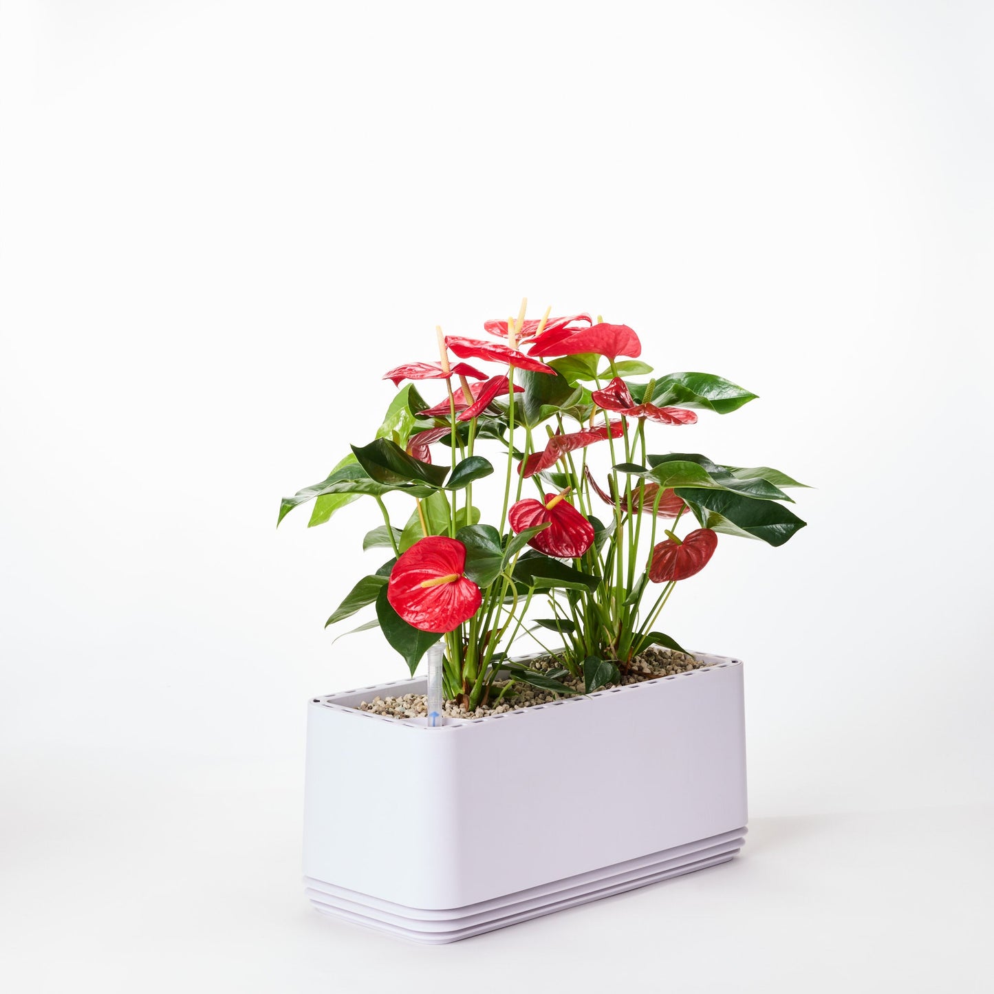 AIRY System L Flamingoblume Anthurie rot