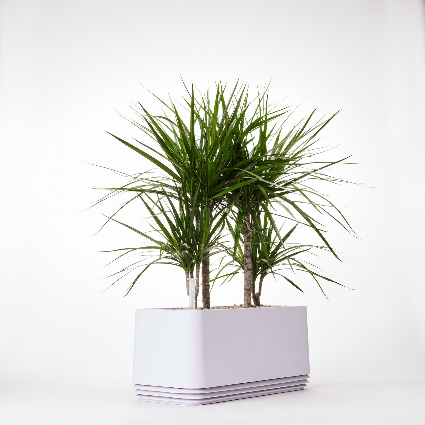 AIRY System L Drachenbaum