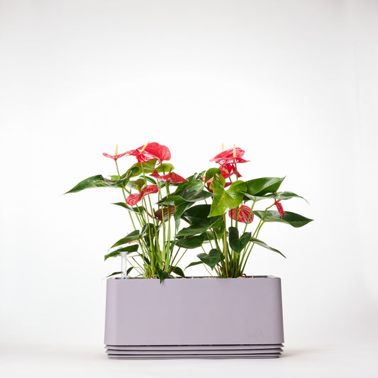 AIRY System L Flamingoblume Anthurie rot